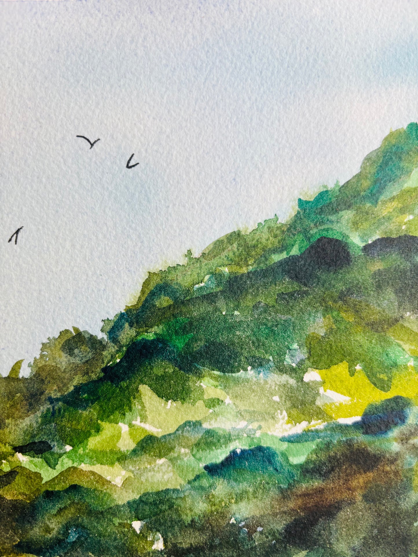 Bennett Valley Hills